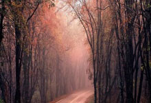 欧预赛全面开打，球迷全情支持团队